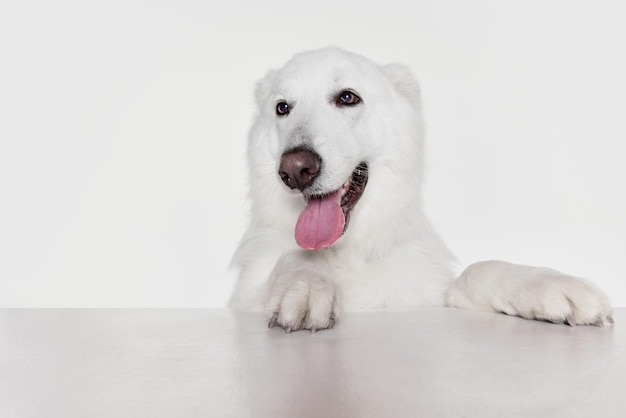 Focinho fechado de um lindo e calmo cão pastor suíço branco posando isolado sobre o cinza