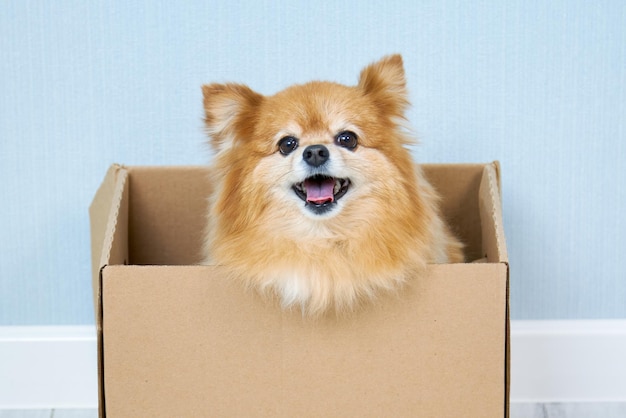 Focinho feliz de um cão vermelho da raça spitz alemão em uma caixa de papelão