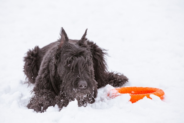 Focinho, gengibre, schnauzer, cão, retrato