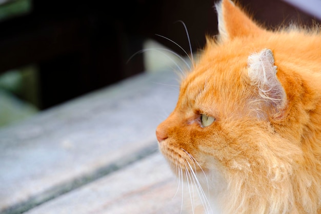 Focinho lindo gato fofo vermelho com olhos expressivos