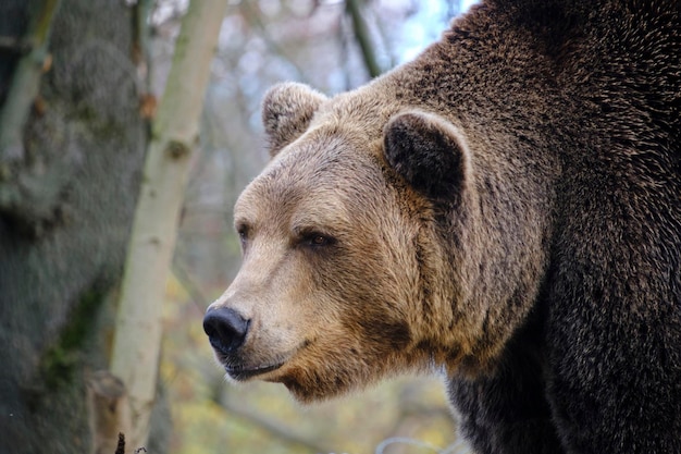 Focinho urso pardo selvagem de perto