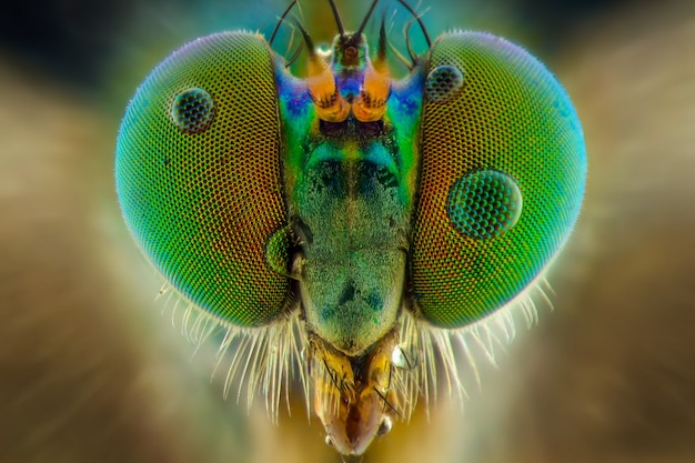 foco de apilamiento de cabeza robberfly
