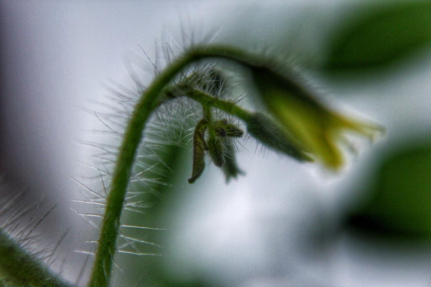 Foto foco de flor