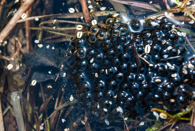 Foco desfocado Sapo caviar pântano