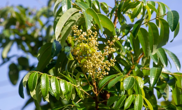 Foco raso de Dimocarpus longan da flor de Longan