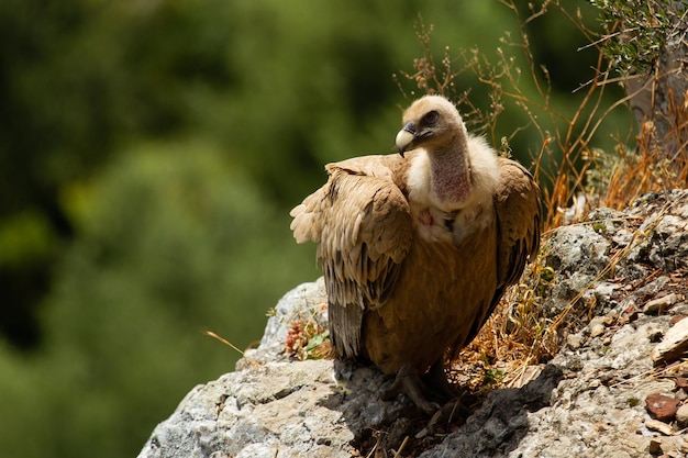 Foto foco raso de um abutre-grifo (gyps fulvus) em uma montanha rochosa