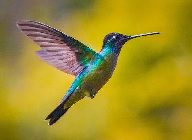 Foco raso de um Colibri voando ao ar livre