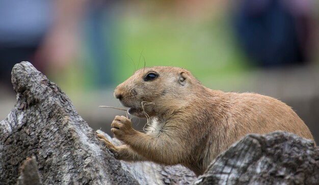 Foco raso de um gopher ao ar livre