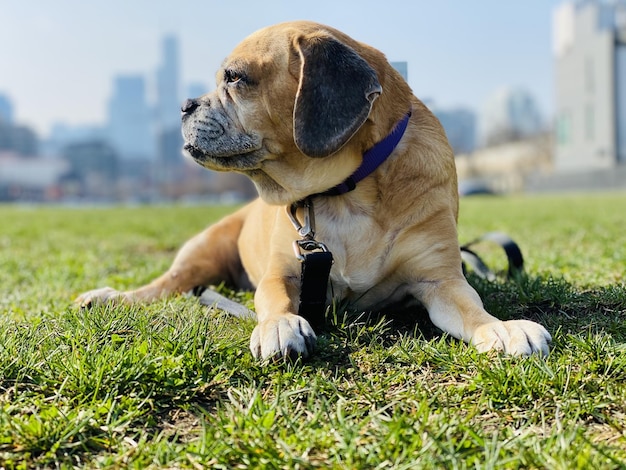 Foco raso de um puggle em um gramado verde em Chicago