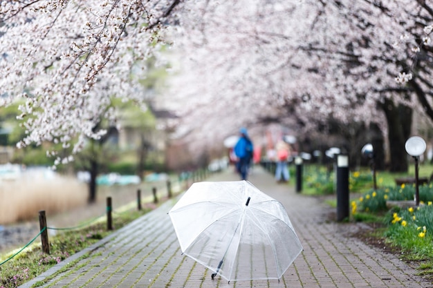 Foto foco selecionado no guarda-chuva transparente em cherry blossom path no lago kawaguchi