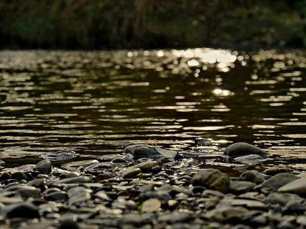 Foto foco selectivo del lago.