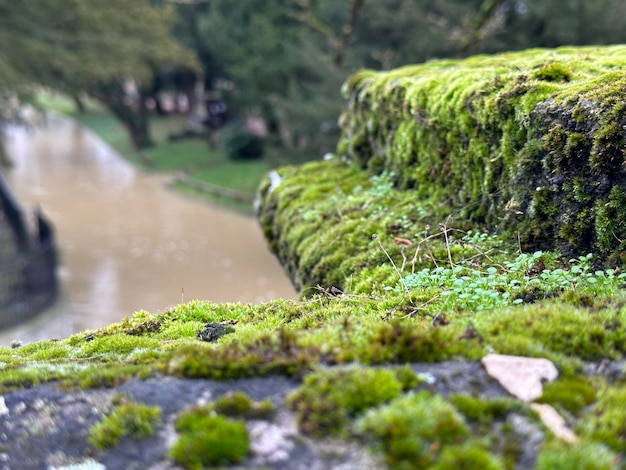 Foto foco selectivo en el musgo en un río de piedra en el fondo