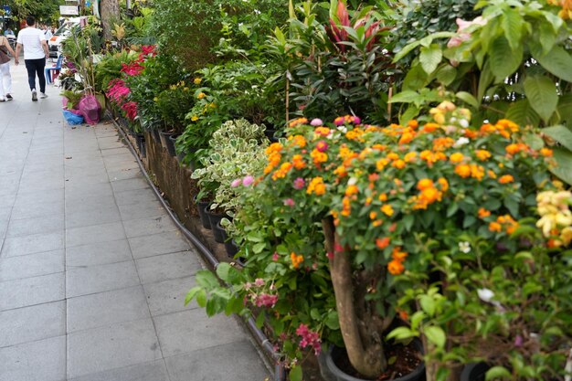 Foco selectivo pared de plantas estrecha con flores hojas y pasarela en el parque urbano personas borrosas caminando en el sendero como fondo Caminar lateral con campo de hierba y cerca de setos