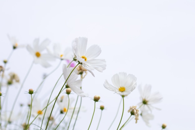 Foco selectivo suave hermoso del campo de flores rosado y blanco del cosmos con el espacio de la copia