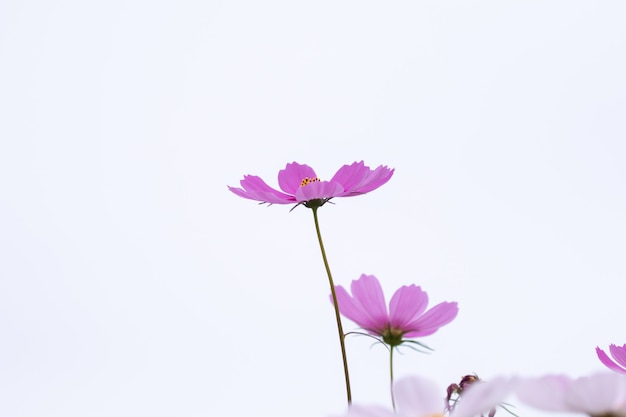 Foco selectivo suave hermoso del campo de flores rosado y blanco del cosmos con el espacio de la copia