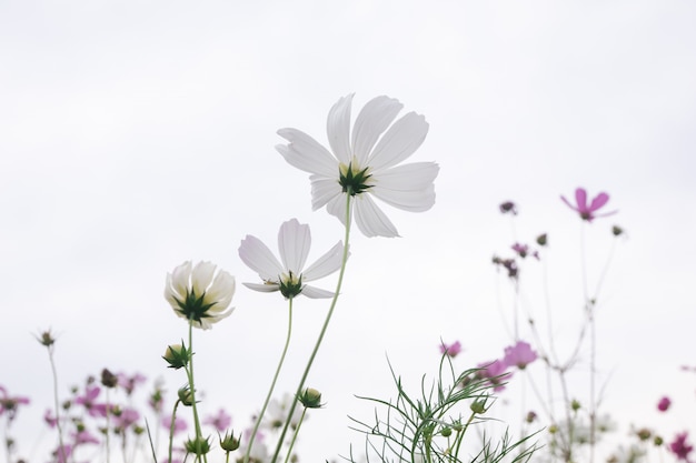 Foco selectivo suave hermoso del campo de flores rosado y blanco del cosmos con el espacio de la copia