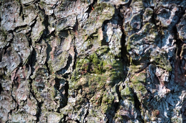 Foco seletivo A textura da casca de uma árvore na floresta