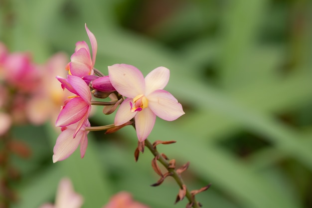 Foco seletivo close-up selvagem lindo chão amarelo Orchid ZSpathoglottis florescendo no jardim ou parque com espaço de cópia