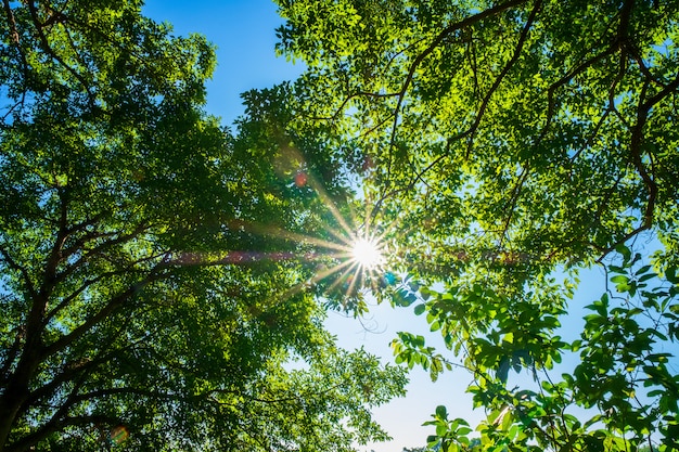 Foco seletivo da copa de árvore verde, árvore superior nova na luz do sol da natureza