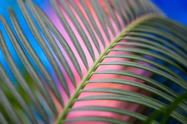 Foco seletivo da folha do Houseplant. Blured fundo azul e rosa.