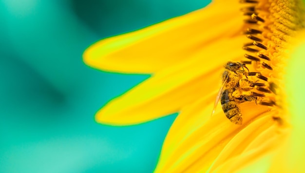 Foco seletivo de abelha e girassol Macro closeup