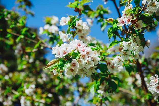 Foco seletivo de belos ramos de flores de cerejeira rosa na árvore sob o céu azul Lindas flores Sakura durante a primavera no parque Textura padrão de flora Fundo floral natureza