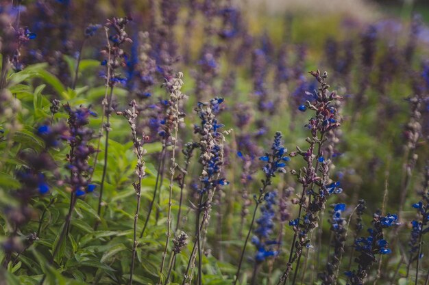 Foco seletivo de flores florescentes azuis e roxas Salvia farinacea Benth