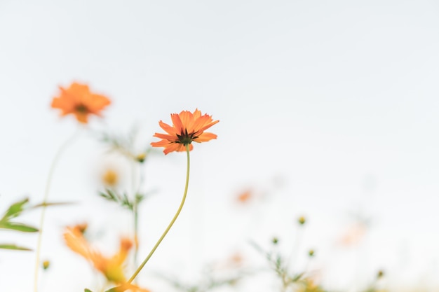 Foco seletivo de lindas flores coloridas com fundo branco espaço de cópia.