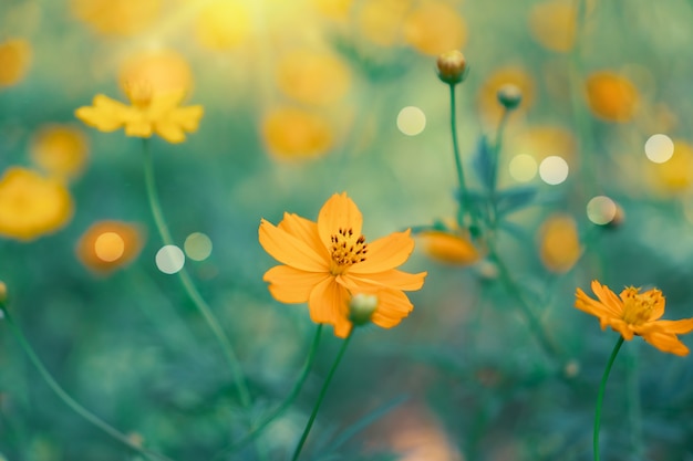 Foco seletivo de lindas flores coloridas