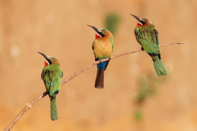 Foco seletivo de três pássaros beeeater brancos coloridos empoleirados em um galho de árvore