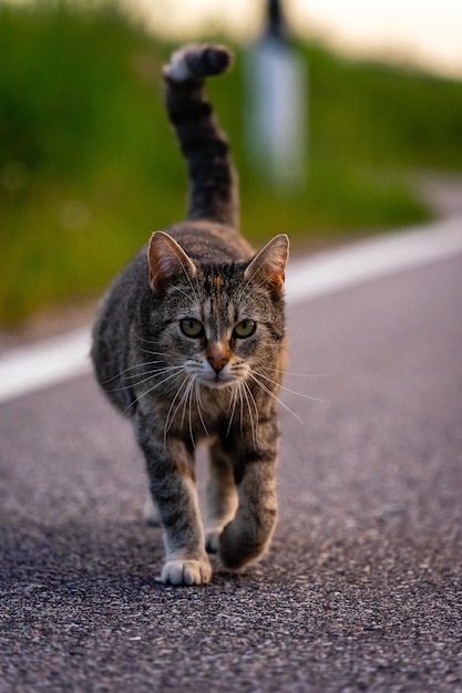 Foco seletivo de um gato andando na rua contra um fundo desfocado