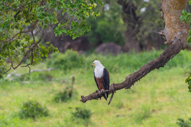 Foco seletivo de uma águia-pescadora africana em pé em um galho de árvore em um campo sob a luz do sol