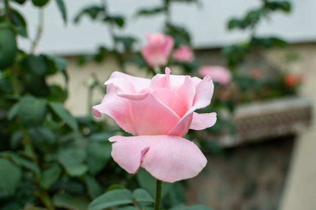 Foco seletivo de uma rosa isolada