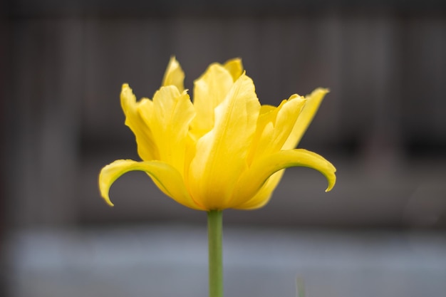 Foco seletivo de uma tulipa amarela no jardim com folhas verdes Fundo desfocado Uma flor