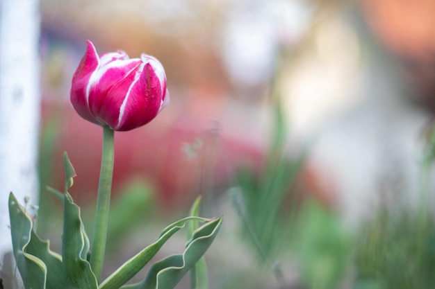 Foco seletivo de uma tulipa rosa ou lilás em um jardim com folhas verdes turva o fundo de uma flor