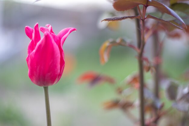 Foco seletivo de uma tulipa rosa ou lilás em um jardim com folhas verdes turva o fundo de uma flor