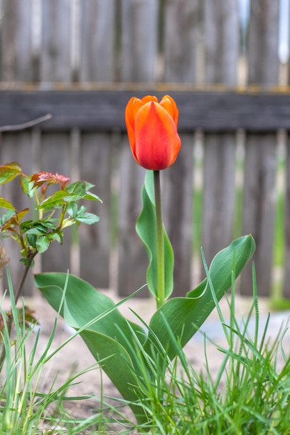 Foco seletivo de uma tulipa vermelha no jardim com folhas verdes Fundo desfocado Uma flor