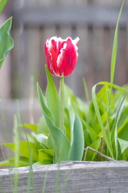 Foco seletivo de uma tulipa vermelha no jardim com folhas verdes Fundo desfocado Uma flor