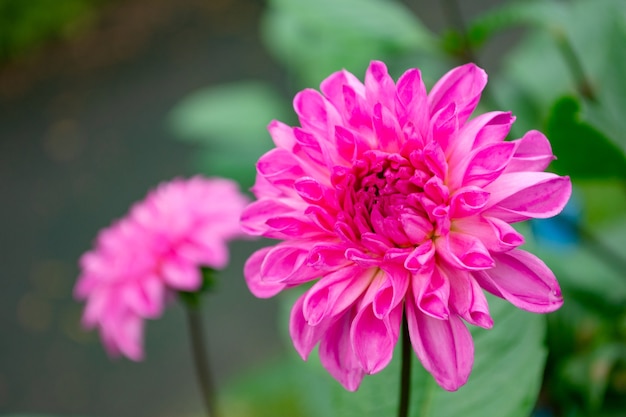 Foco seletivo dois crisântemo florido closeup rosa brilhante flores desabrochando