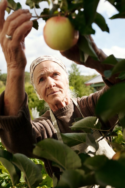 Foco seletivo em agricultora sênior colhendo maçãs maduras no jardim