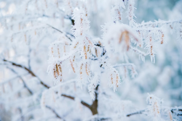 Foco seletivo em amentilhos de avelã em um galho de árvore coberto de neve e gelo Floresta em clima de geada de inverno