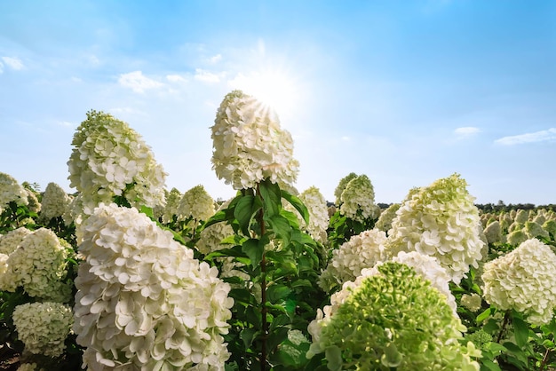 Foto foco seletivo em belos arbustos de flores brancas de hortênsia ou hortênsia e folhas verdes sob a luz do sol no verão fundo natural