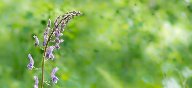 Foto foco seletivo em close-up de flores silvestres