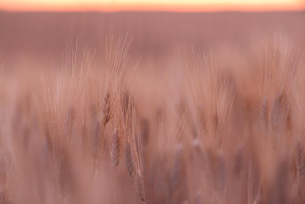 Foco seletivo em um campo de trigo duro ao pôr do sol em saskatchewan