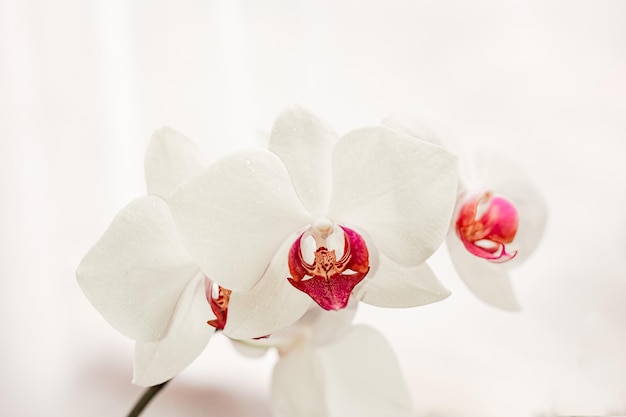 Foco seletivo Flor de orquídea branca florescendo close-up Decoração casa flor de Phalaenopsis