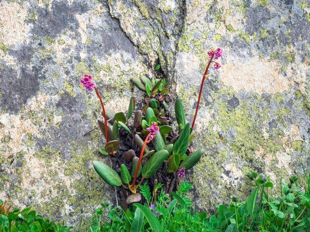 Foco seletivo. Flores de badana. Bergenia crassifolia cresce a partir de uma pedra. A vontade de viver o conceito.