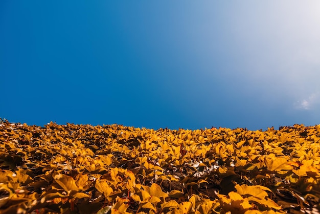 Foco seletivo, folhas vermelhas e laranja de uvas selvagens em cima do muro com outono colorido de céu azul