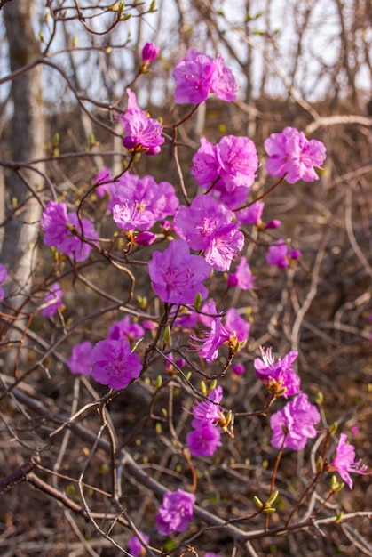 Foto foco seletivo. fundo de primavera. flores da primavera.