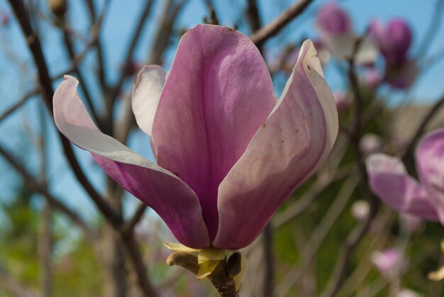 Foco seletivo. Fundo de primavera. Flores da primavera.