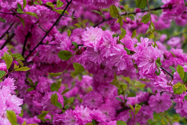 Foco seletivo. Fundo de primavera. Flores da primavera.